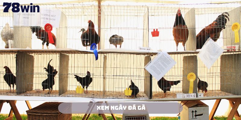 Xem Ngày Đá Gà 78Win - Kinh Nghiệm Chuẩn Xác Từ Chuyên Gia